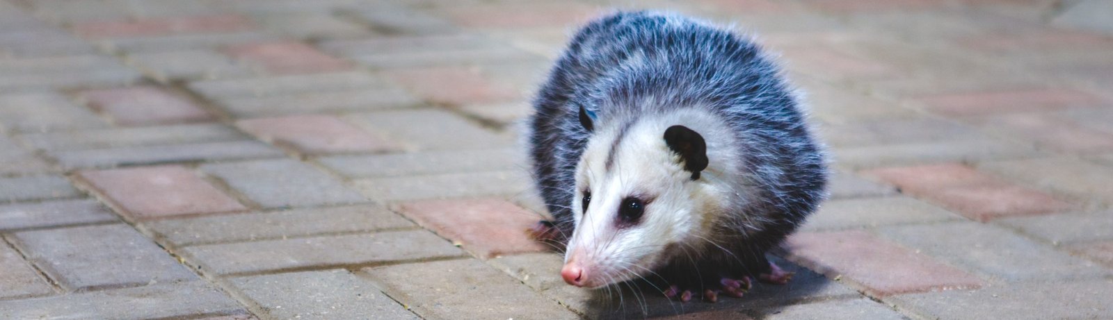 Picture of opossum on street