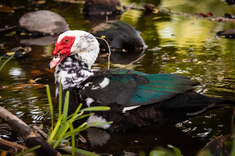 Picture of Muscovy duck in a pond
