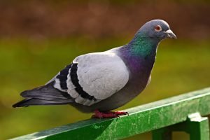 Image of common pigeon 