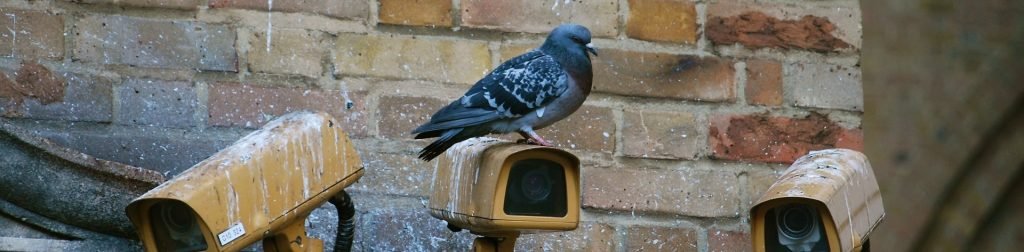 Picture of pigeon resting on security camera 