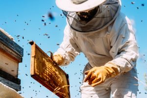 Image of bee keeper removing honey bees from a home
