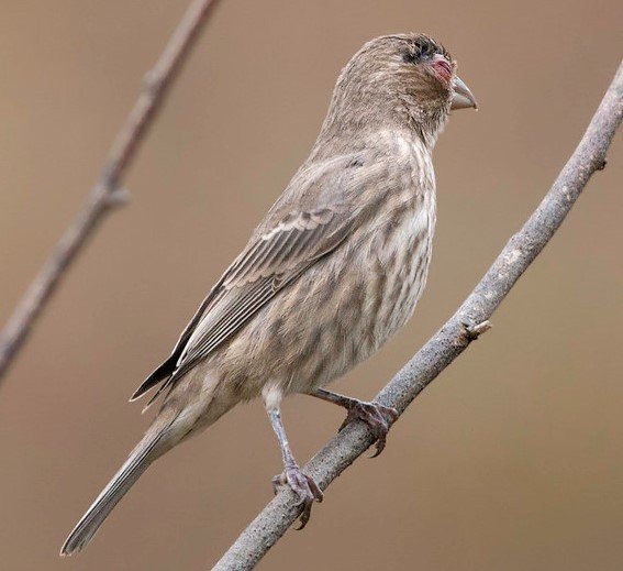 Photo of sparrow with avian pox disease 