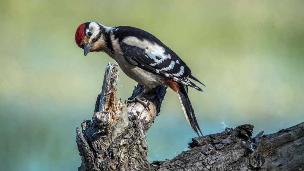 Picture of woodpecker sitting on branch