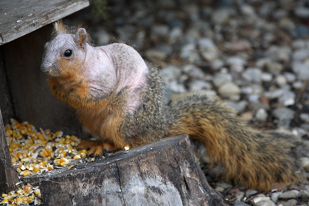 Photo of squirrel infected with mange