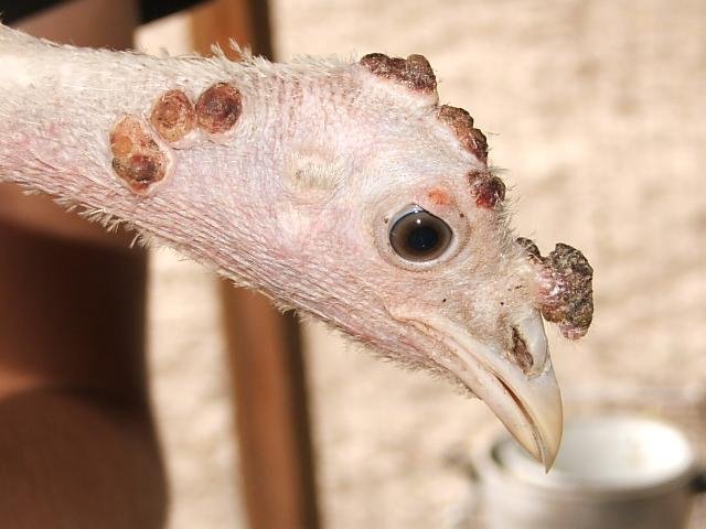 Picture of turkey with avian pox scabs on face