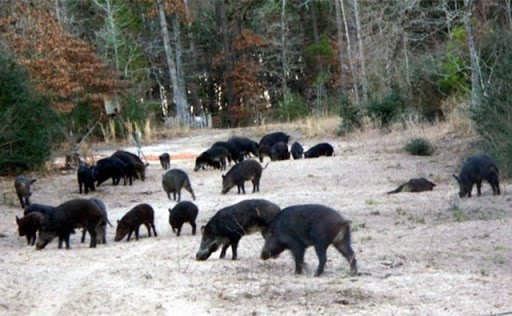 Image of feral hogs uprooting crop