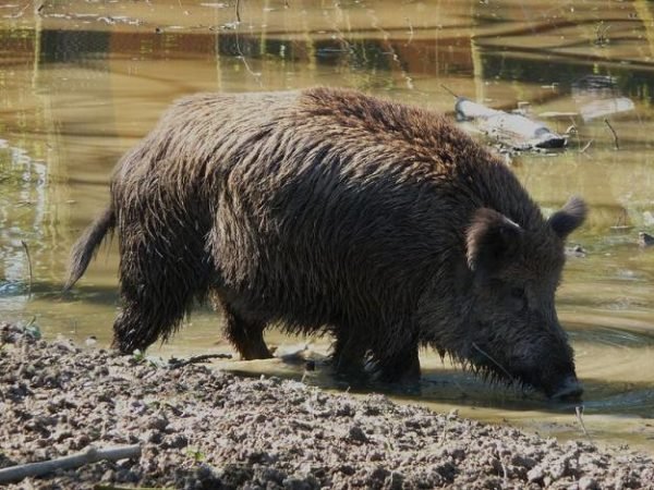 Picture of wild pig foraging 