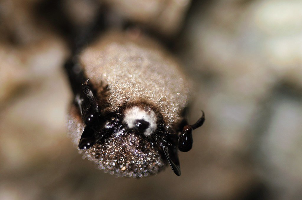 Picture of cave bat with white nose syndrome