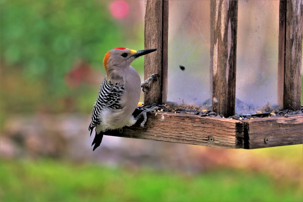 Photograph of woodpecker on birdfeeder 