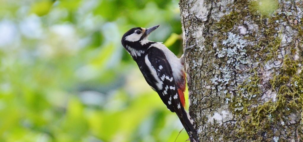 Image of woodpecker pecking holes in tree