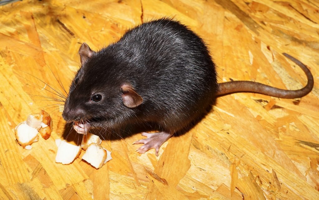 Picture of black rat eating