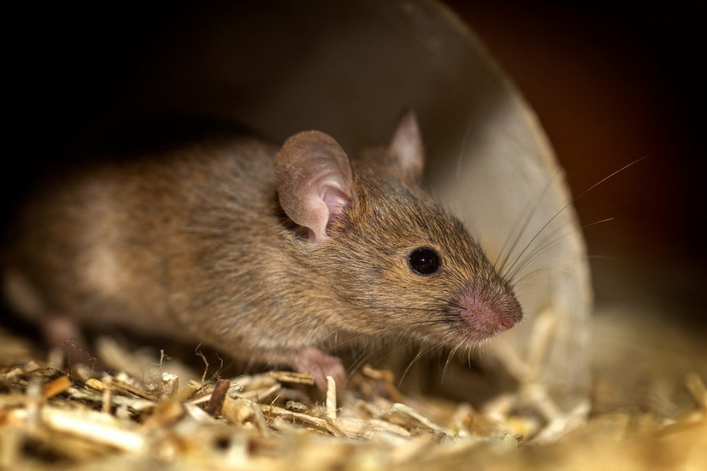 Picture of mouse in attic