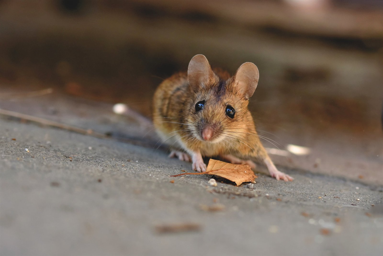 Photo of common house mouse