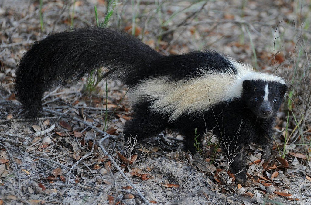 Picture of nuisance skunk