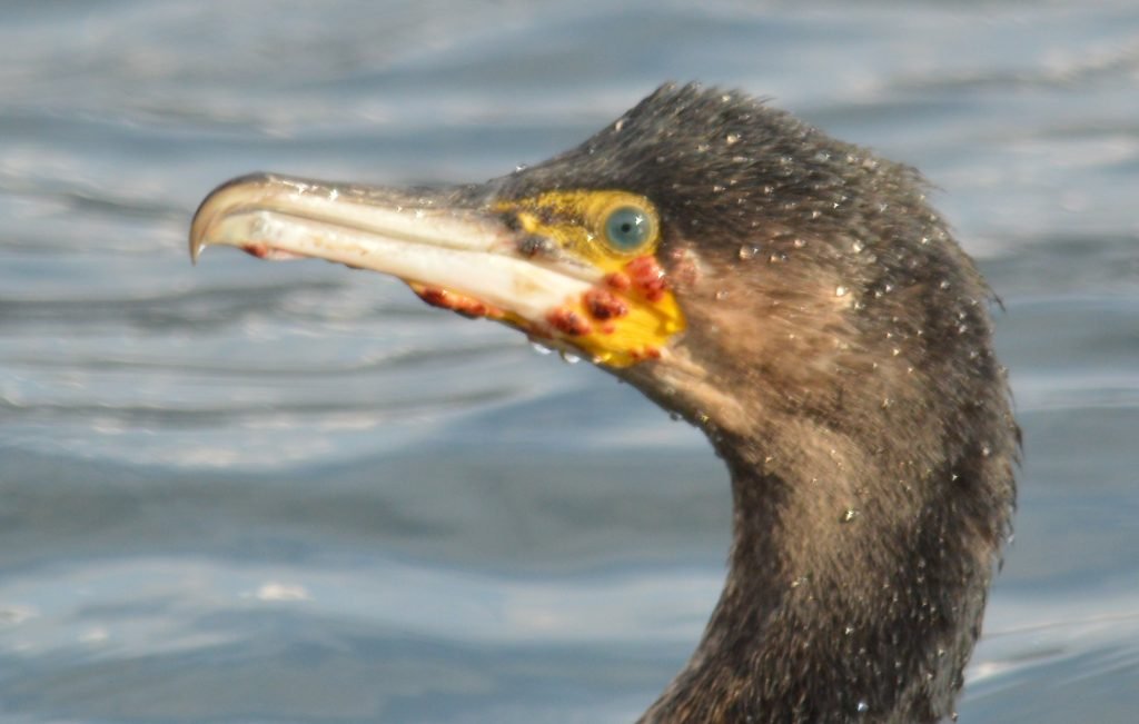 Image of cormorant infected with avian pox