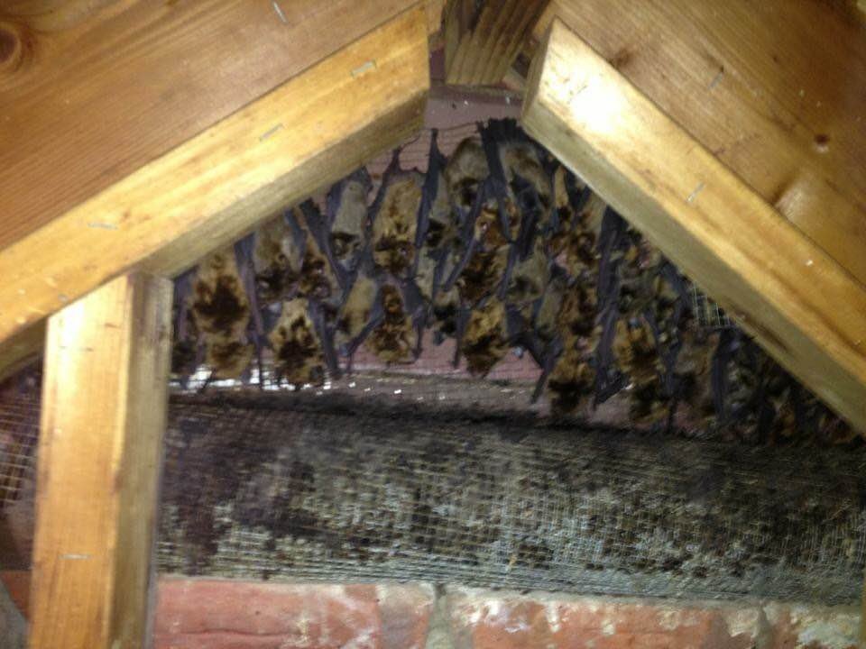Photo of bats covering attic wall