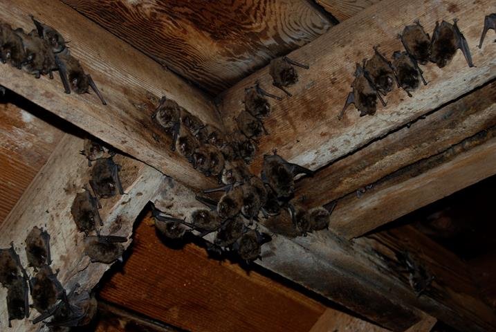 Image of attic stained by bat droppings