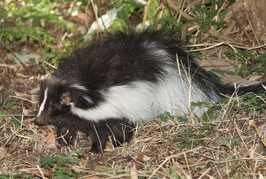 Image of skunk that sprays nasty odors