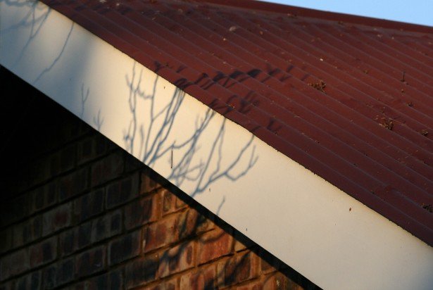 Image of roof fascia where bats enter attics
