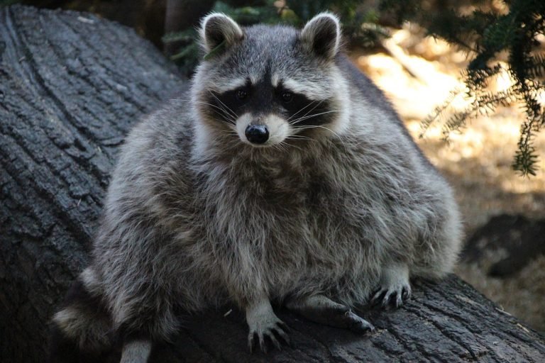 🦝 Are Raccoons Digging In Your Yard? Animals Happen
