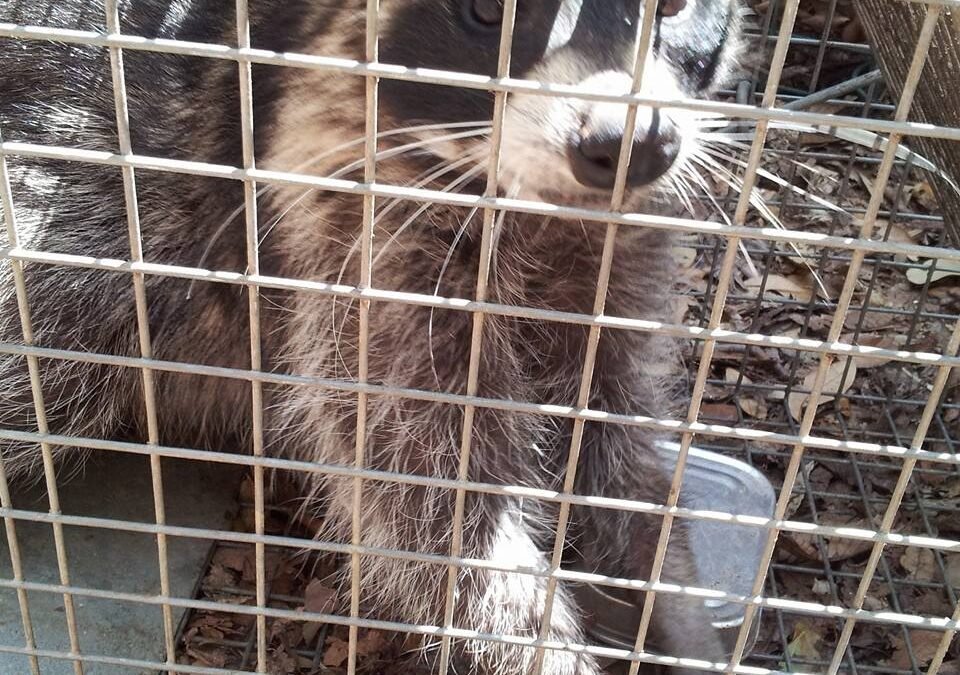 raccoon | Animals Happen Wildlife Control