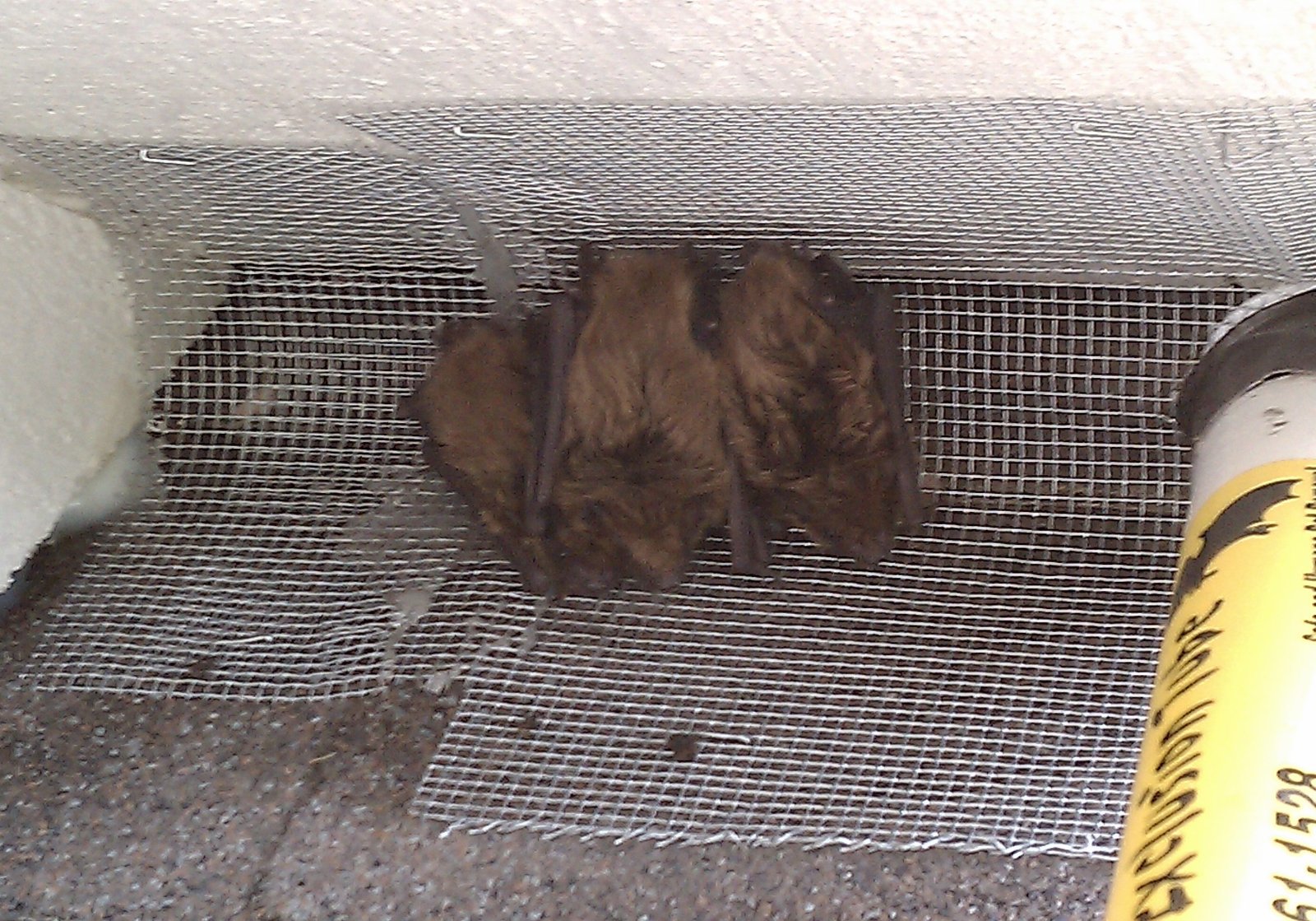 Image of bats blocked by exclusion device