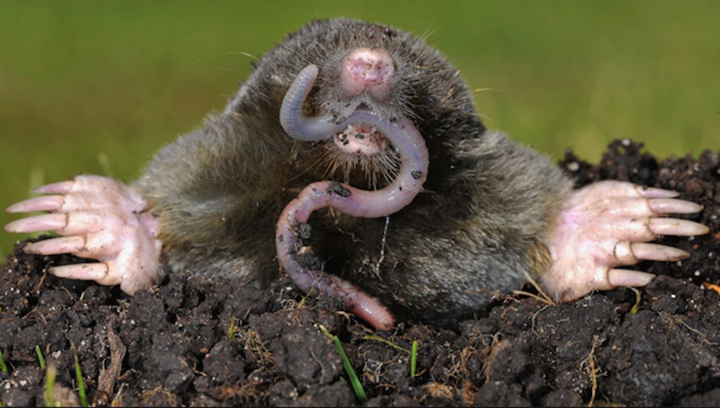 Photo of mole eating earth worm
