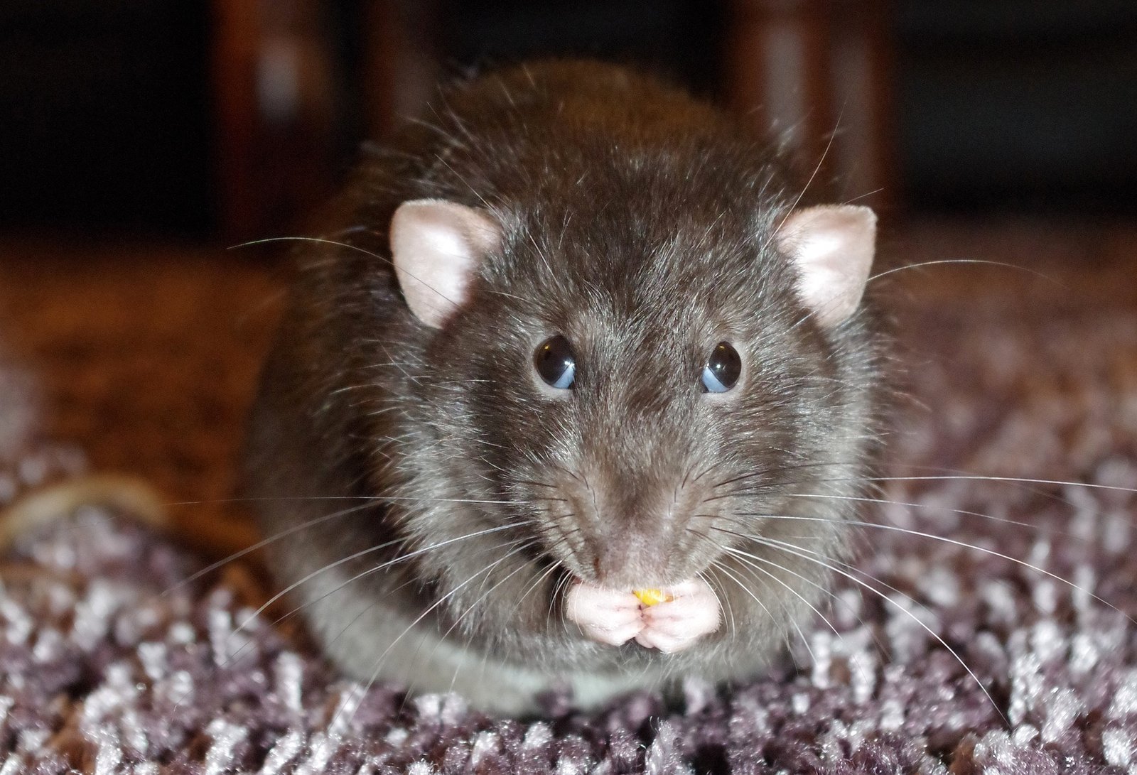 Rat removal services