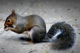 photo of squirrel in Boca Raton