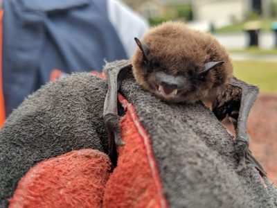 Image of a little brown bat