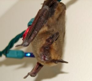 bat with rabies in Cove City