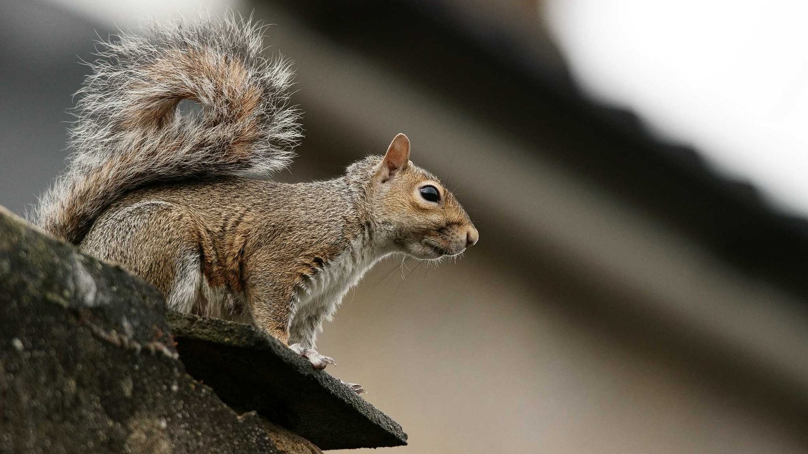 Photo of squirrel climbing a house