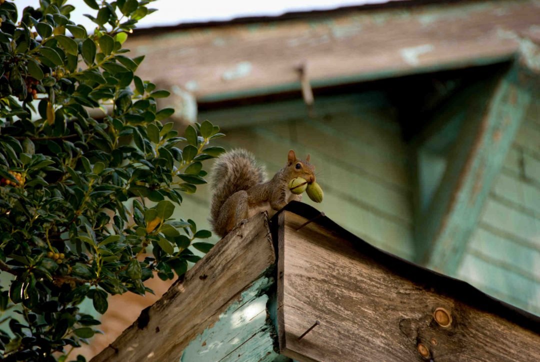 How to get bird out of attic