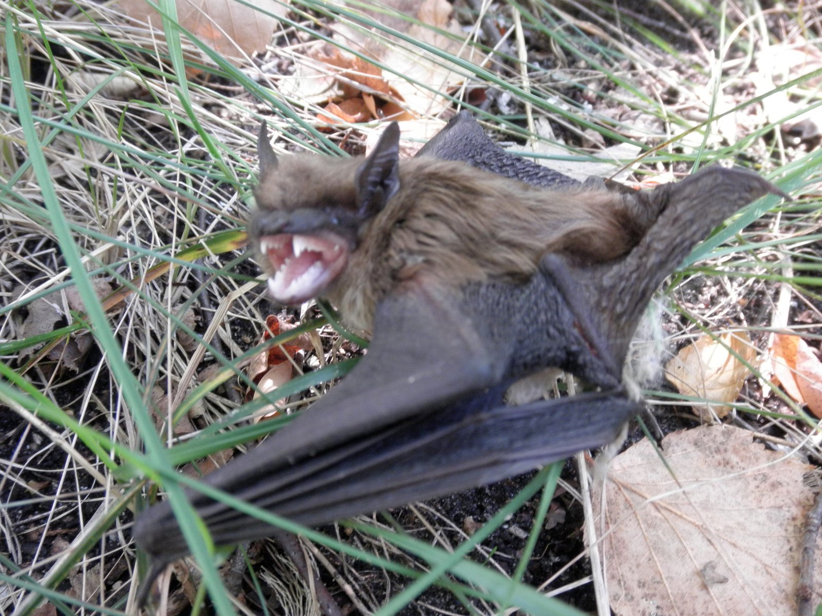 big brown bats hibernate