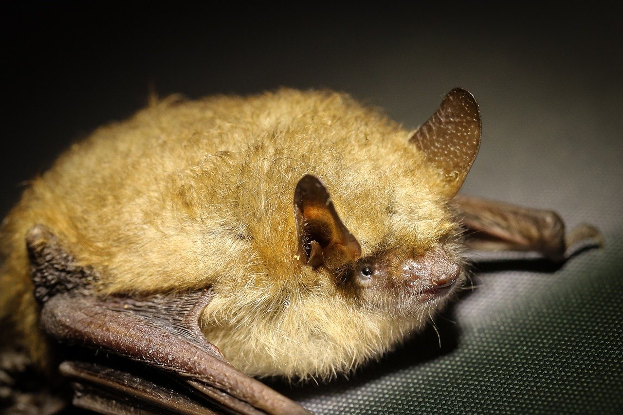 Photo of a bat removed from a home