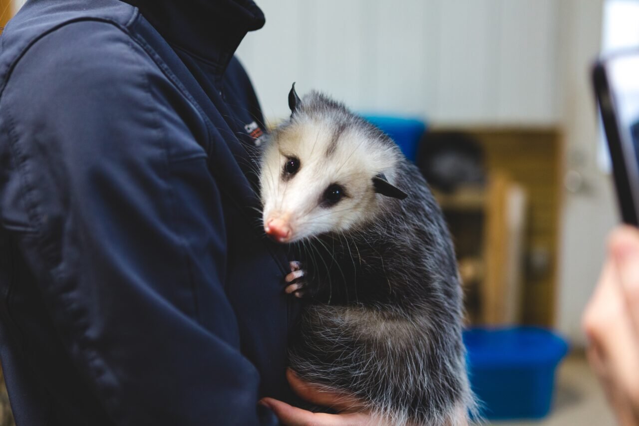 How Much Does Opossum Control Cost? Animals Happen Wildlife Control