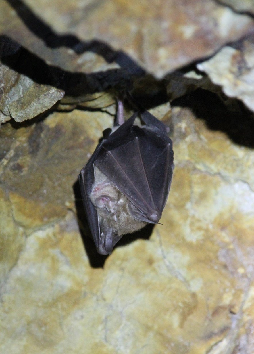 Image of a cave myotis roosting on a cave wall