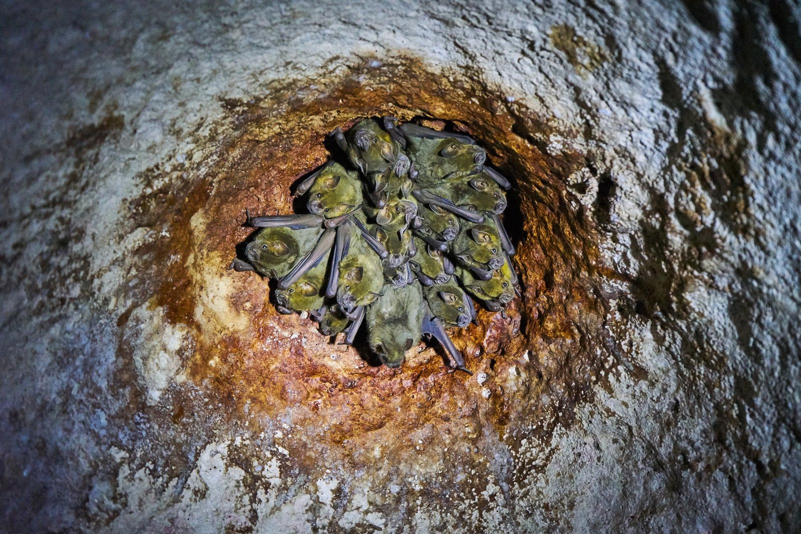 Photo of a cave myotis bat colony