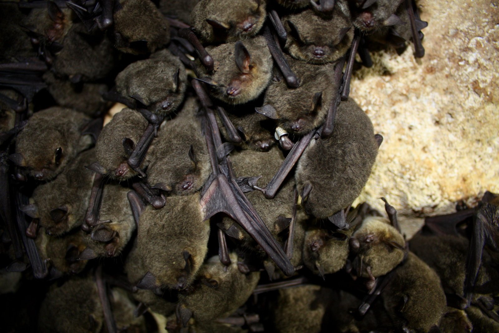 Photo of gray bats roosting in cave