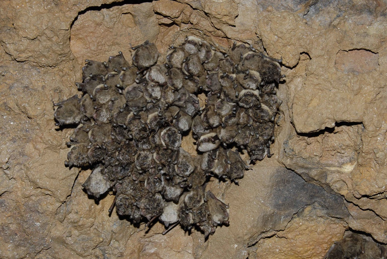 Picture of an Indiana bat cluster roosting