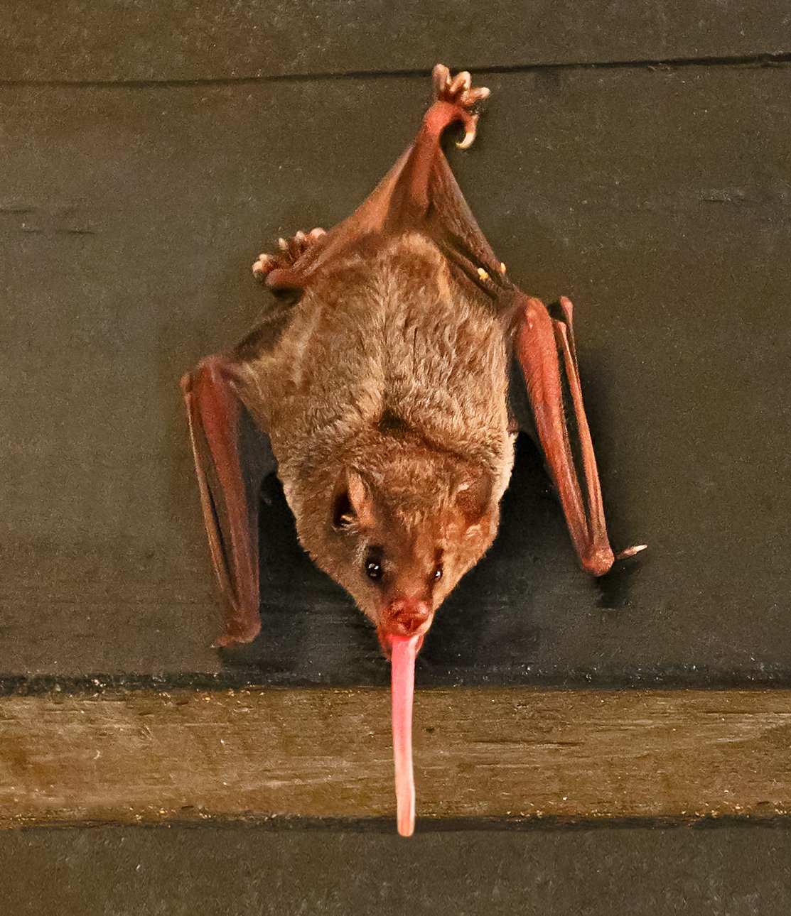Image of Mexican Long-Tongued Bat