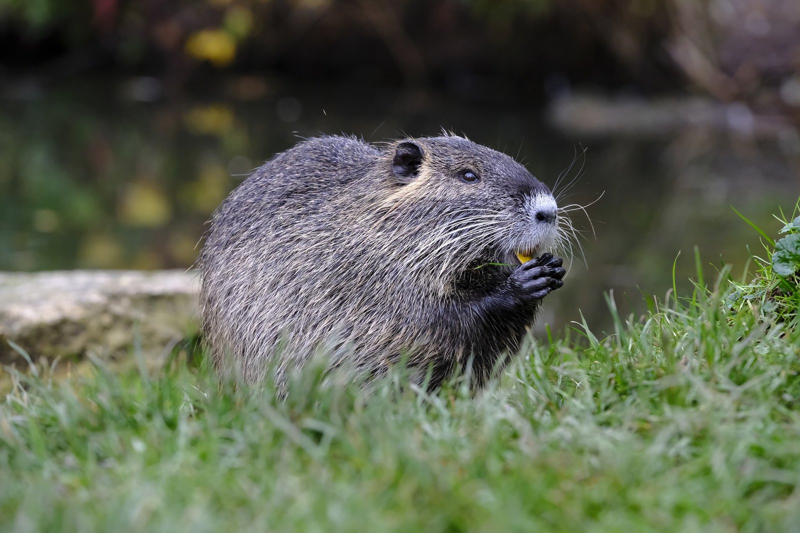 Acadia's North American Beaver: The Ultimate Keystone Species (U.S.  National Park Service)