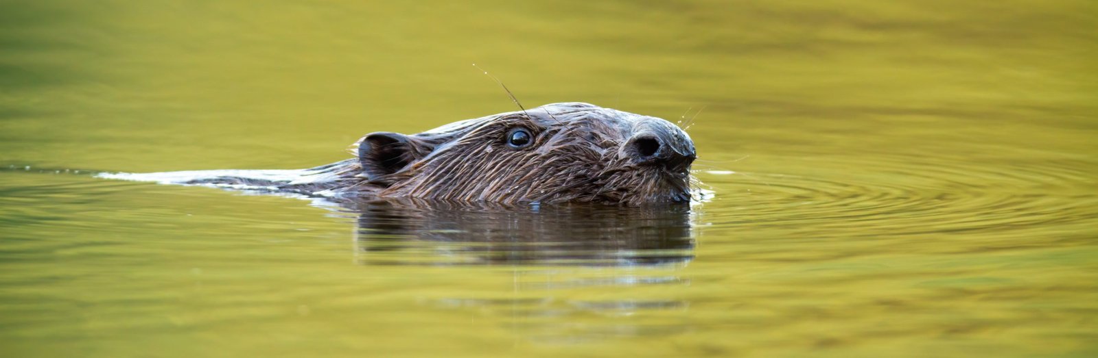 Picture of North American beaver swimming in pond