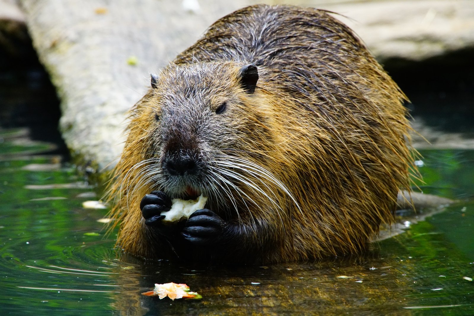 Acadia's North American Beaver: The Ultimate Keystone Species (U.S.  National Park Service)