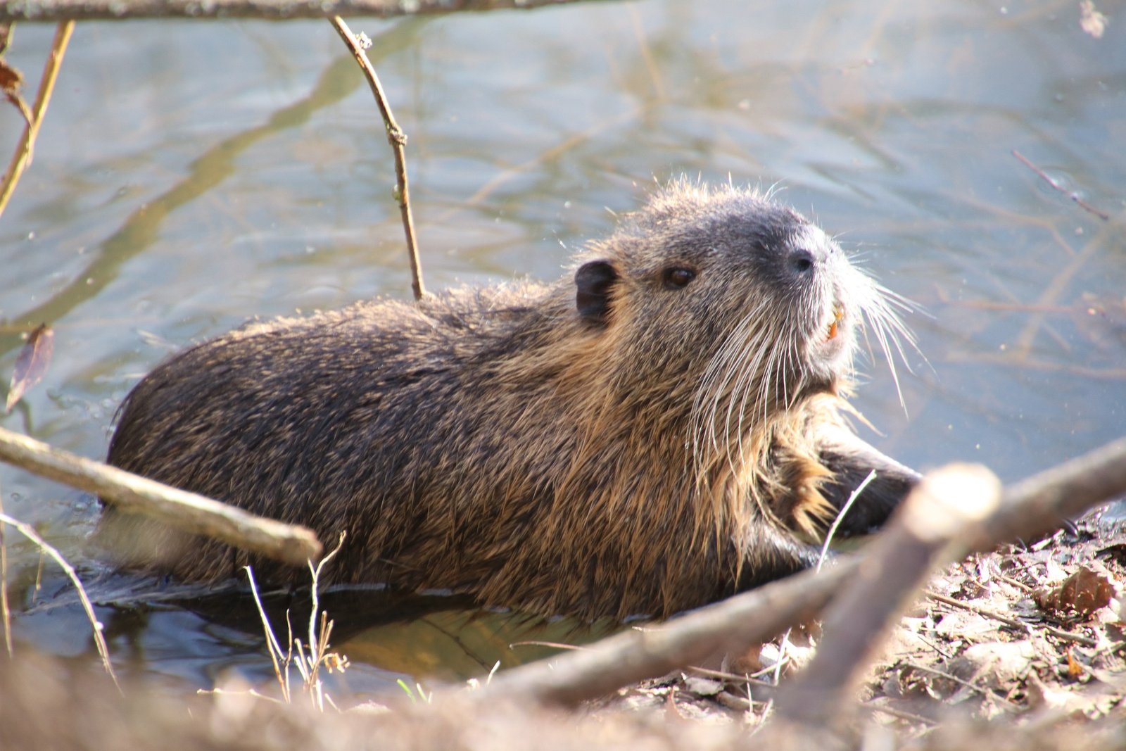 Acadia's North American Beaver: The Ultimate Keystone Species (U.S.  National Park Service)