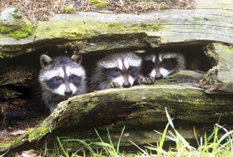 Raccoons | Animals Happen Wildlife Control