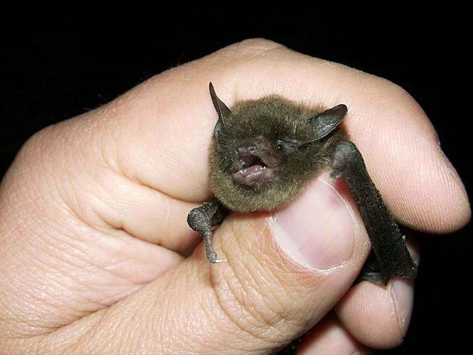 Image of western small footed myotis