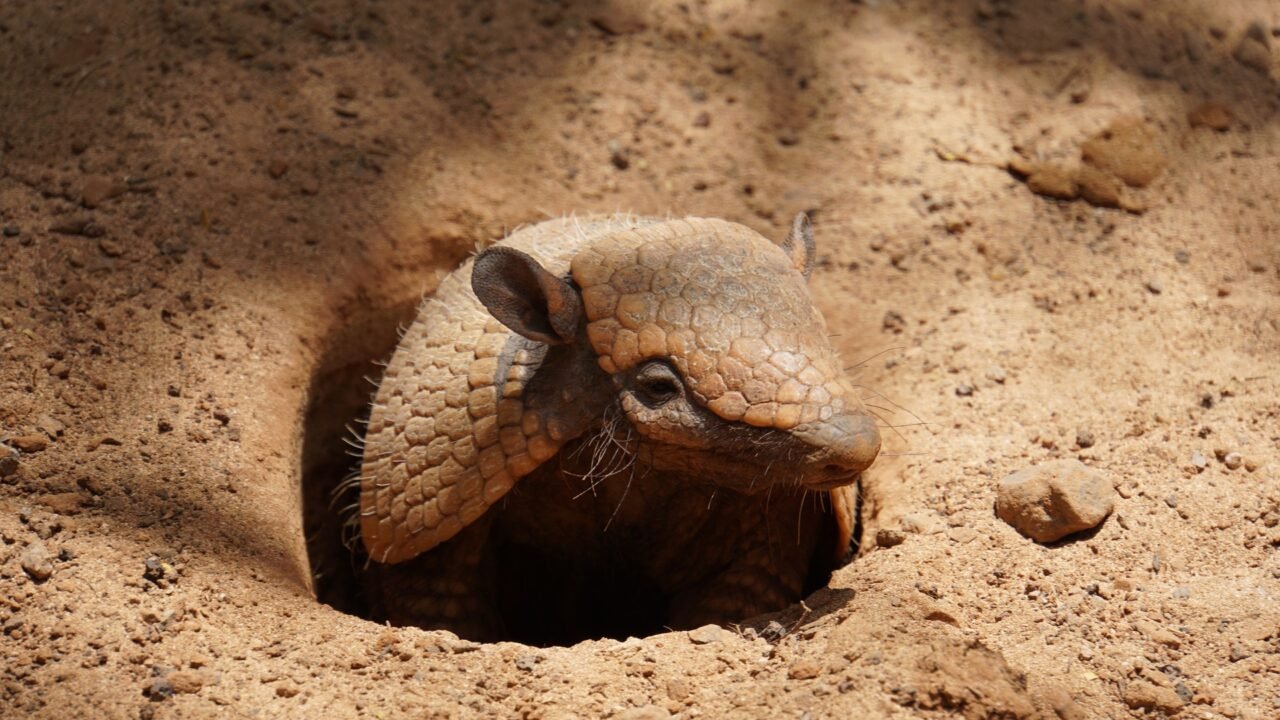 How To Identify An Armadillo Infestation? | Animals Happen Wildlife Control