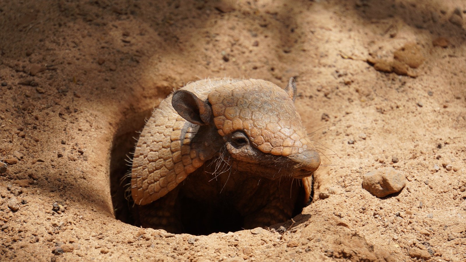 armadillo natural predators