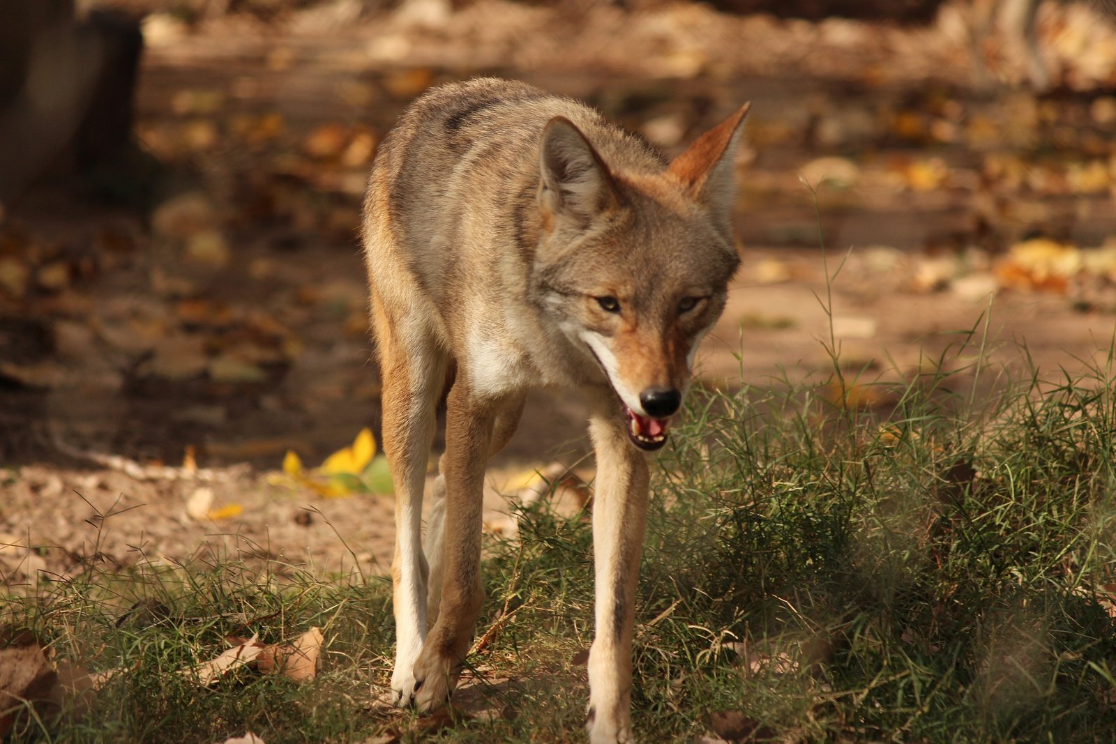 Image of a north American desert coyote